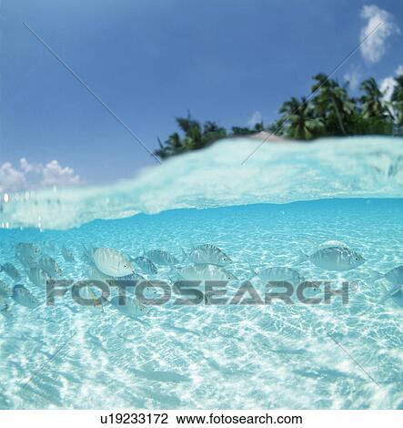 View of fishes under water View Large Photo Image Stock Image - View of fishes under water. Fotosearch