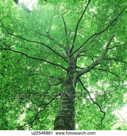 A tree with protruding branches View Large Photo Image Stock Image - A tree with protruding branches. Fotosearch