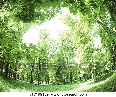 Fisheye of sunshine amidst trees View Large Photo Image Stock Photo - Fisheye of sunshine amidst trees. Fotosearch