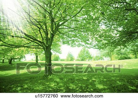 Landscape with trees View Large Photo Image Stock Image - Landscape with trees. Fotosearch