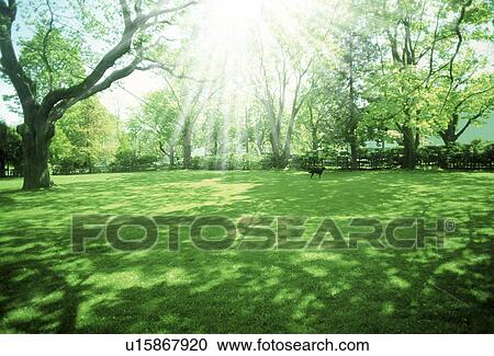 Stock Image - Landscape with trees. Fotosearch
