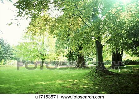 Landscape with trees View Large Photo Image Stock Image - Landscape with trees. Fotosearch