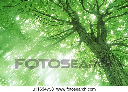 Stock Photo - Low angle view of a huge tree with branches. Fotosearch