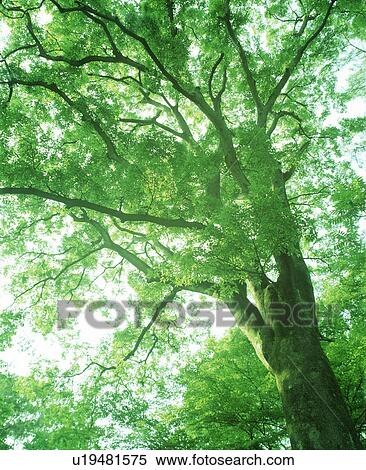 Stock Photography - Low angle view of a huge tree with branches. Fotosearch