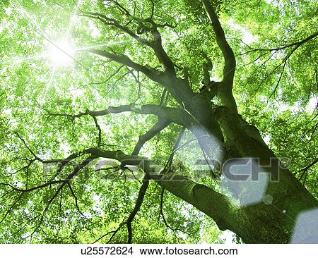 Low angle view of a large foliated tree View Large Photo Image Picture - Low angle view of a large foliated tree. Fotosearch