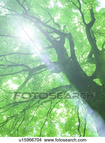 Picture - Low angle view of a tree. Fotosearch