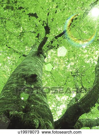 Low angle view of a tree View Large Photo Image Stock Image - Low angle view of a tree. Fotosearch