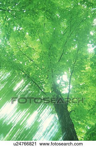 Stock Image - Low angle view of a tree. Fotosearch
