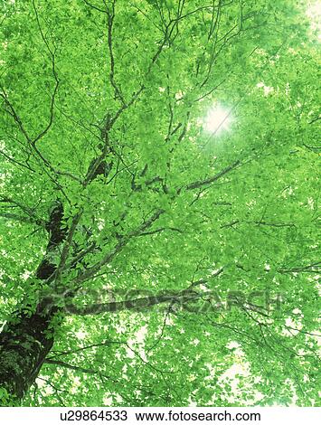 Stock Image - Low angle view of a tree. Fotosearch