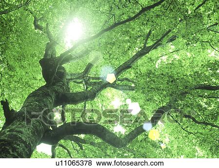Stock Photo - Low angle view of a tree. Fotosearch
