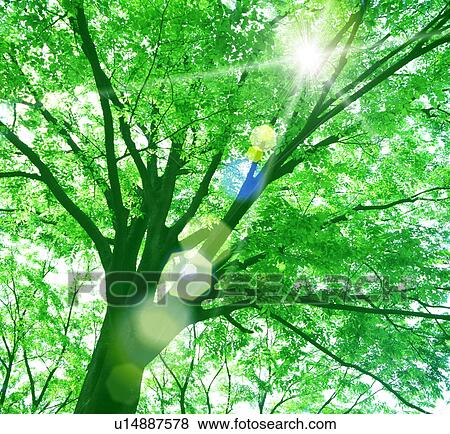Low angle view of a tree View Large Photo Image Stock Photo - Low angle view of a tree. Fotosearch