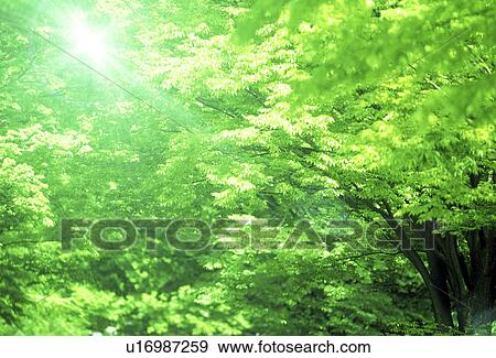 Stock Photo - Low angle view of a tree. Fotosearch