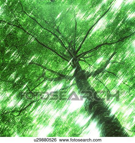 Low angle view of a tree View Large Photo Image Stock Photograph - Low angle view of a tree. Fotosearch