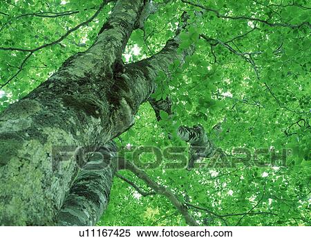 Low angle view of a tree View Large Photo Image Stock Photography - Low angle view of a tree. Fotosearch