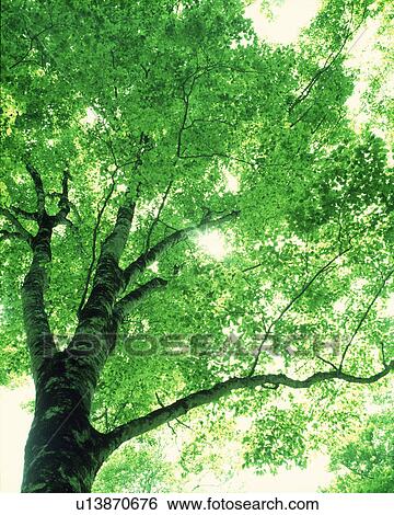 Stock Photograph - Low angle view of a tree with branches. Fotosearch