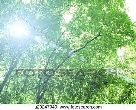 Low angle view of foliated trees View Large Photo Image Stock Photo - Low angle view of foliated trees. Fotosearch
