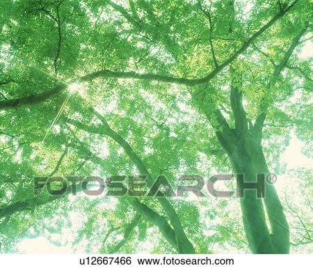 Low angle view of huge trees with branches View Large Photo Image Stock Photograph - Low angle view of huge trees with branches. Fotosearch
