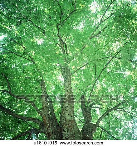 Low angle view of huge trees with branches View Large Photo Image Stock Photography - Low angle view of huge trees with branches. Fotosearch
