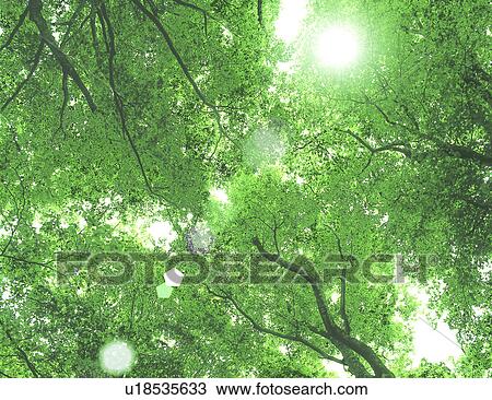 Low angle view of sunlight over trees View Large Photo Image Stock Image - Low angle view of sunlight over trees. Fotosearch