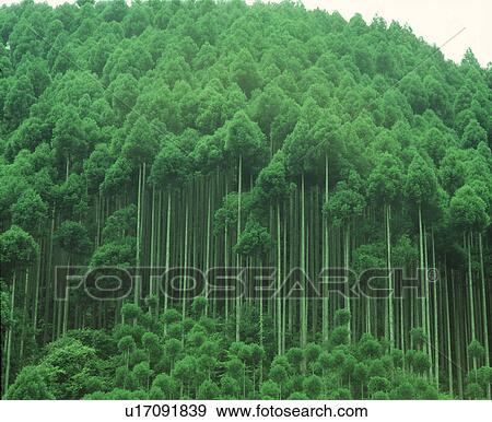 Low angle view of tall trees View Large Photo Image Stock Photo - Low angle view of tall trees. Fotosearch