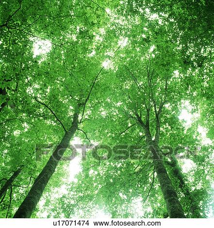 Low angle view of trees View Large Photo Image Picture - Low angle view of trees. Fotosearch