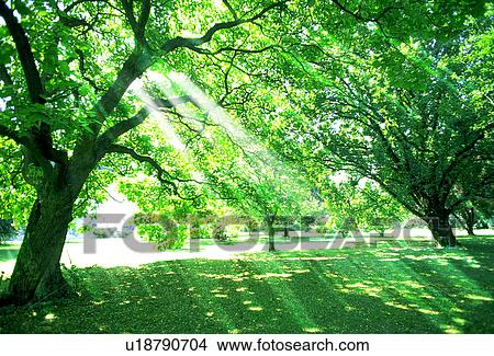 Picture - Low angle view of trees. Fotosearch