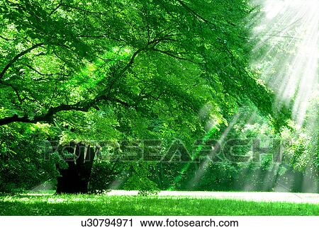 Stock Image - Low angle view of trees. Fotosearch