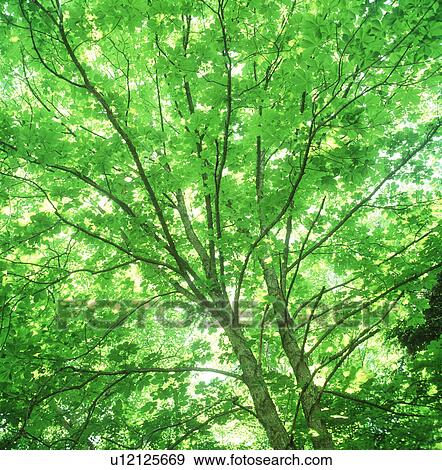 Stock Photo - Low angle view of trees. Fotosearch