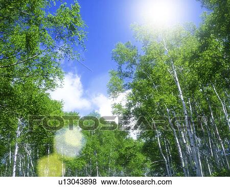 Low angle view of trees View Large Photo Image Stock Photo - Low angle view of trees. Fotosearch