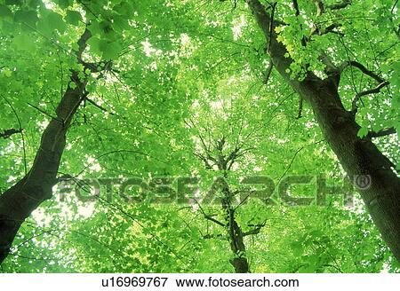 Low angle view of trees View Large Photo Image Stock Photo - Low angle view of trees. Fotosearch