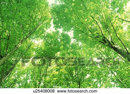Low angle view of trees View Large Photo Image Stock Photo - Low angle view of trees. Fotosearch
