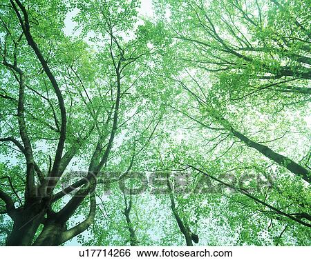Stock Photograph - Low angle view of trees. Fotosearch
