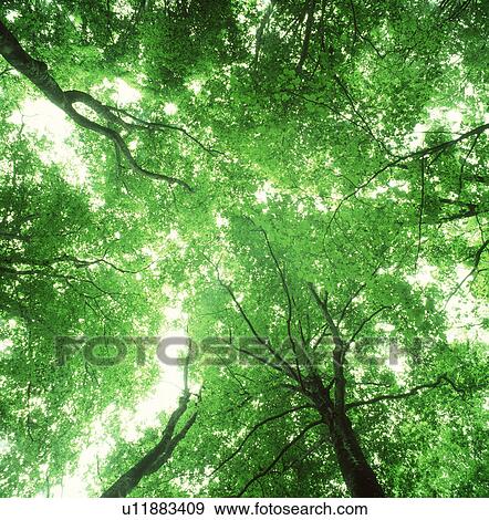 Low angle view of trees with protruding branches View Large Photo Image Stock Photo - Low angle view of trees with protruding branches. Fotosearch