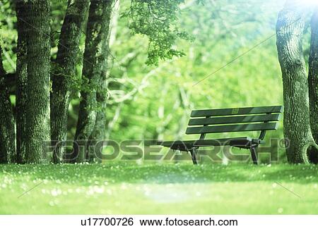Scenic view of trees in a park View Large Photo Image Stock Photograph - Scenic view of trees in a park. Fotosearch