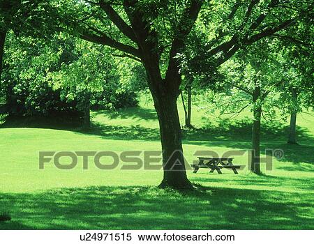 Scenic view of trees in a park View Large Photo Image Stock Photography - Scenic view of trees in a park. Fotosearch
