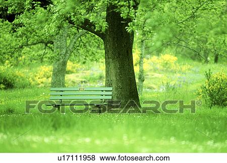 Stock Photo - Scenic view of trees with a park bench. Fotosearch