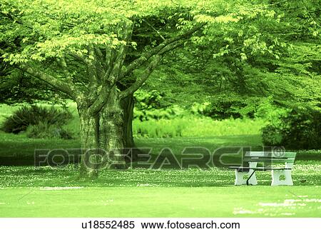 Scenic view of trees with a park bench View Large Photo Image Stock Photography - Scenic view of trees with a park bench. Fotosearch
