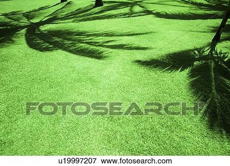 Stock Photo - Shadow of palm trees on green grass. Fotosearch