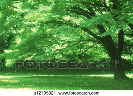 Side view of a large tree with branches View Large Photo Image Stock Image - Side view of a large tree with branches. Fotosearch