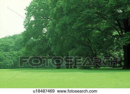 Side view of dense trees View Large Photo Image Stock Photo - Side view of dense trees. Fotosearch