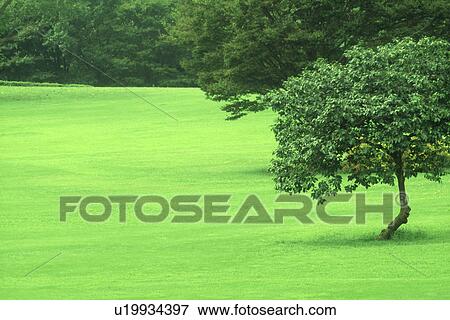 Side view of trees in a park View Large Photo Image Stock Photo - Side view of trees in a park. Fotosearch