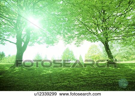 Sunlight streaming through trees View Large Photo Image Stock Photo - Sunlight streaming through trees. Fotosearch