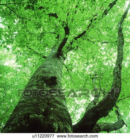Stock Photo - Upward view of a tree. Fotosearch