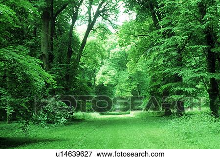 Stock Photo - View of a dense forest. Fotosearch