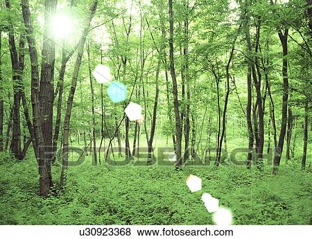 View of a dense forest View Large Photo Image Stock Photo - View of a dense forest. Fotosearch