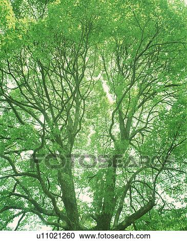 Stock Image - View of a huge tree with branches. Fotosearch
