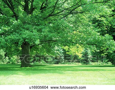 Picture - View of a park bench amid trees. Fotosearch
