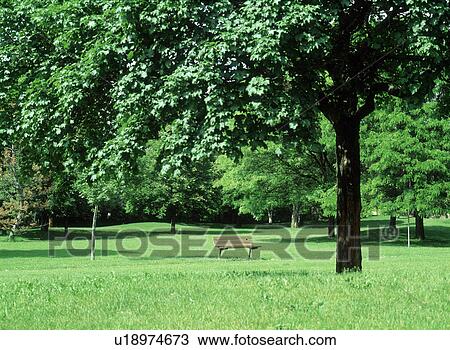 View of a park bench amid trees View Large Photo Image Stock Image - View of a park bench amid trees. Fotosearch
