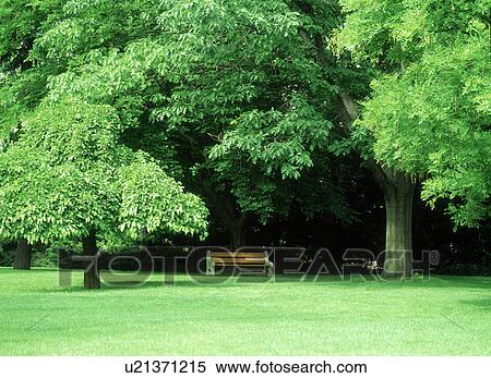 View of a wooden park bench amid trees View Large Photo Image Stock Photography - View of a wooden park bench amid trees. Fotosearch