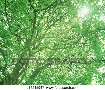 View of sunlight through tree View Large Photo Image Stock Photo - View of sunlight through tree. Fotosearch